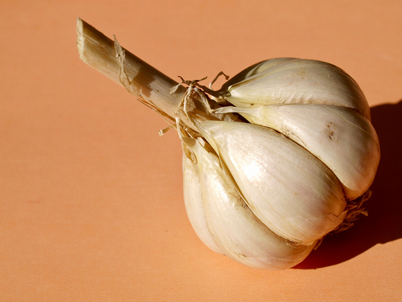 Head of garlic