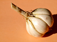 Head of garlic