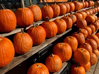 Rows of Pumpkins