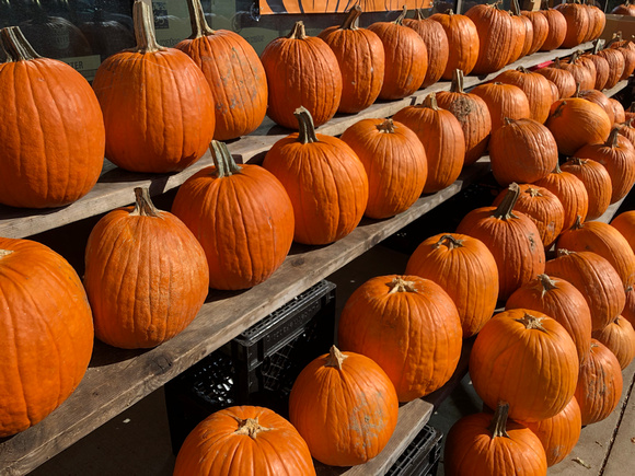 Rows of Pumpkins