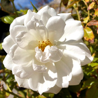 White rose blossom