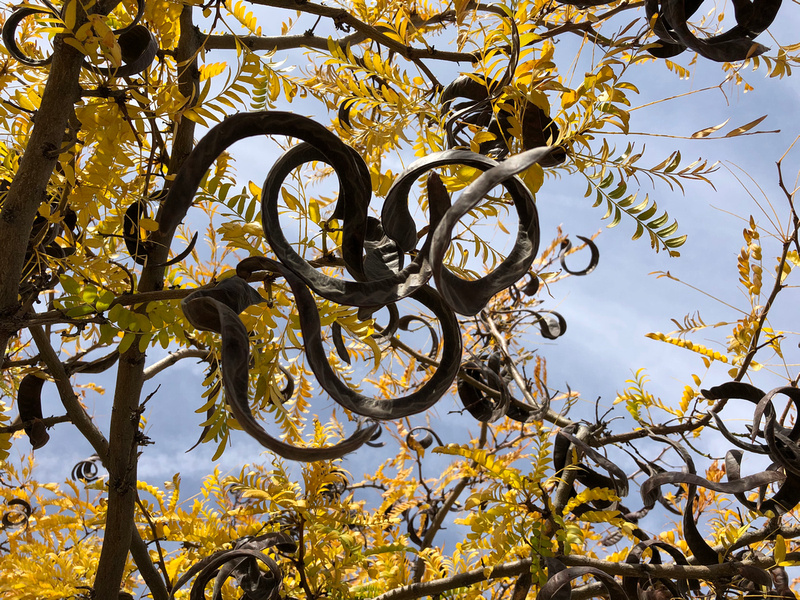 Diane Helentjaris | Botanicals | Honey Locust Tree with Seed Pods