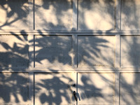 Magnolia shadows