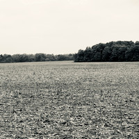 Cornfield between Clifton and Yellow Springs